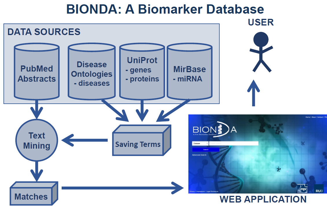 Bionda Overview